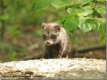 Научный сотрудник — о еноте-попрошайке на Куршской косе