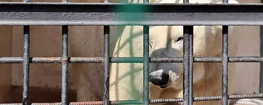 Московский зоопарк может предоставить вольер белому медведю из Казани