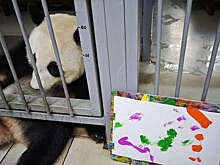 Панда Катюша из Московского зоопарка нарисовала картину