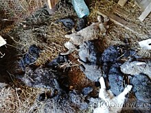 В Тверской области мистический зверь рвёт металлические клетки и убивает домашних животных - местные подозревают чупакабру