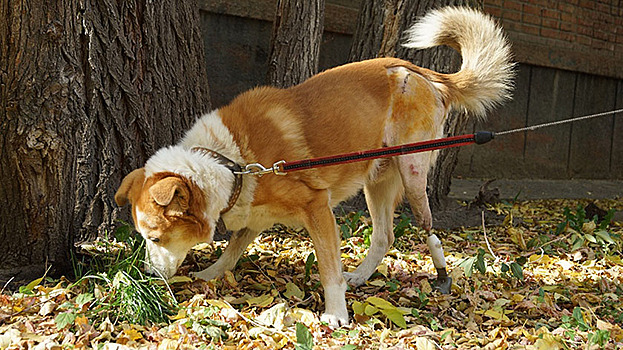 В Новосибирске беспризорному псу установили уникальный протез