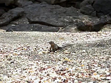 Эпичное спасение игуаны от змей попало на видео