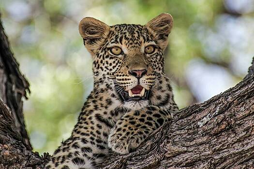 Мужчина поехал в отпуск мечты, увидел леопарда и не выжил