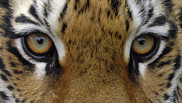 Выпущенная на волю тигрица Филиппа успешно адаптируется в дикой природе