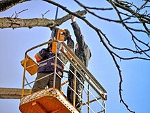 В Иркутске приступили к формовочной и санитарной обрезке деревьев