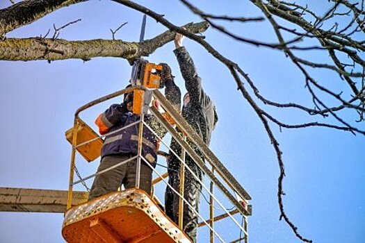 В Иркутске приступили к формовочной и санитарной обрезке деревьев