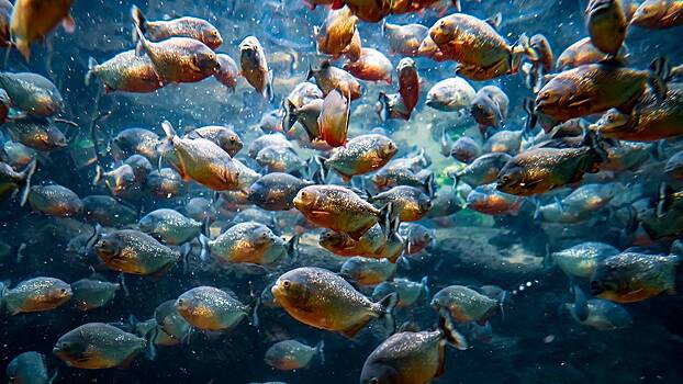 Пираньи атаковали почти 50 человек на пляже в Аргентине