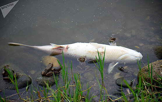 В озере в центре Батуми из-за загрязнения воды погибла рыба