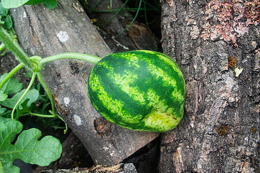 Врач Глистенкова: глянцевый арбуз неправильной формы может быть опасен