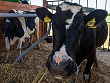 В Татарстане запустили финансирование осеменения коров