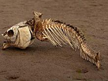 В Индийском океане обнаружена новая «мертвая зона»