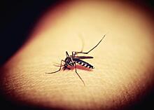 Ученые выяснили, как бороться малярийными комарами