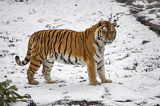 Раскрыто состояние популяции амурских тигров в России