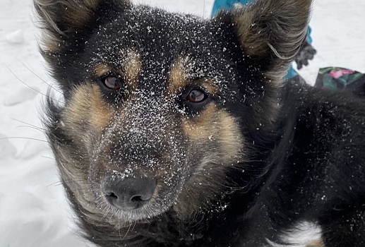 В Новосибирске предложили штрафовать людей, выбрасывающих собак на улицу
