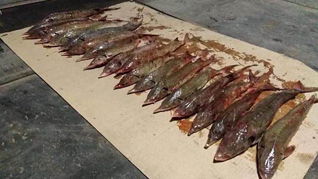 В Алтайском крае полицейские задержали браконьеров, занимавшихся незаконной добычей рыб ценных пород