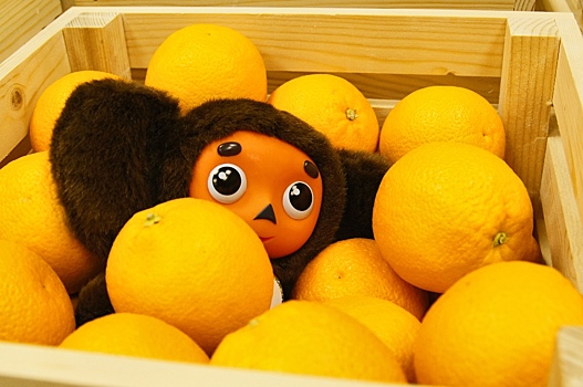 В Петербурге задержали 50 тонн апельсинов из Африки