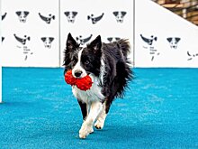 Глава фонда защиты животных: у "Моспитомца" есть большой потенциал