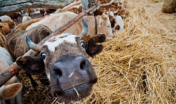 В Волгоградской области сборщикам урожая готовы платить 100 тысяч рублей