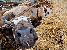 В Волгоградской области сборщикам урожая готовы платить 100 тысяч рублей