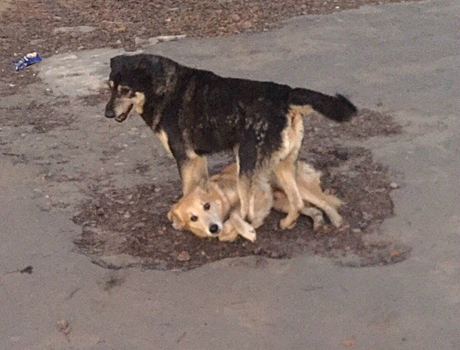 Страшный вой на всю улицу: в Ярославле пёс просит у людей помощи для раненого друга