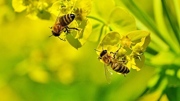 Ученые Курчатовского института создали природный заменитель "убийц пчел"