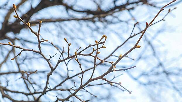 У магнолий в «Аптекарском огороде» аномально рано лопнули почки