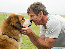 Universal отменила премьеру «Собачьей жизни» из-за обвинений зоозащитников