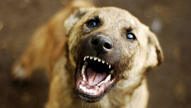 Следователи заинтересовались нападением собак на ребенка в Солнечном
