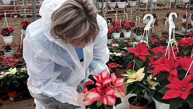 Из Калужской области вывезли более 400 тысяч «рождественских звезд»