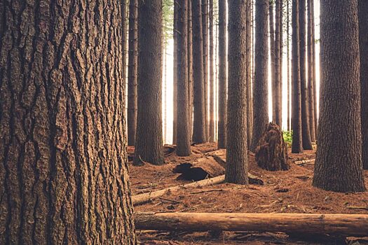 Трудный путь инноваций в лесопромышленном комплексе
