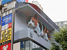 Сторителлинг, игры и котики: главные тренды в рекламе, которые будут работать в новом году