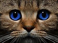 10 любопытных фактов о кошках, которые большинство людей может не знать