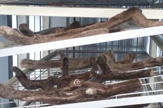 Красноярские учёные создали передвижной модуль по переработке пантов оленя