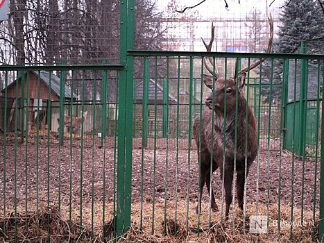 Прокуратура начала проверку нижегородского зоопарка «Мишутка»