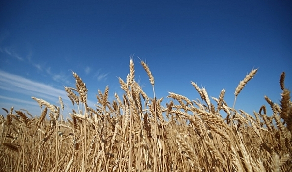 Аграрии в Волгоградской области собрали свыше 5 млн тонн зерна