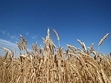 Аграрии в Волгоградской области собрали свыше 5 млн тонн зерна