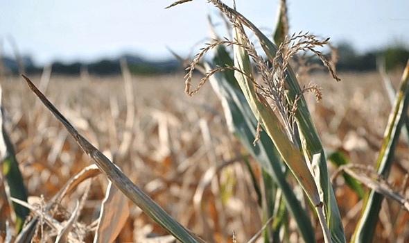 Температурный стресс: как защитить сельхозкультуры