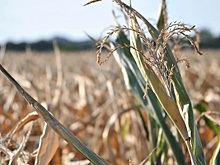 Температурный стресс: как защитить сельхозкультуры