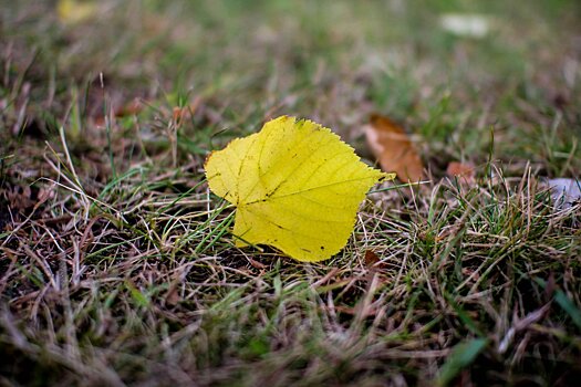 В Подмосковье ударили первые сентябрьские заморозки