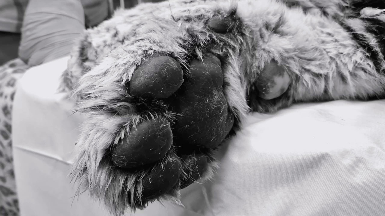 Найденная на трассе в Хабаровском крае тигрица умерла