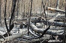 1,3 млн рублей потратят в Оренбургской области на тушение лесных пожаров