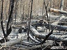 1,3 млн рублей потратят в Оренбургской области на тушение лесных пожаров