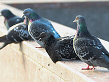 Любовь и голуби: житель Азербайджана завел более сотни пернатых разных пород