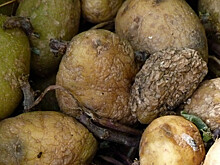 Вирусы помогут защитить картофель от мягкой гнили