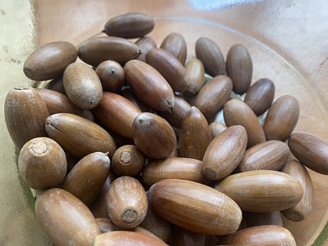 Улучшенные 700 кг желудей дуба заготовили в волгоградском лесничестве