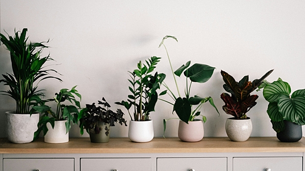 Почему комнатные растения массово «грустят» зимой