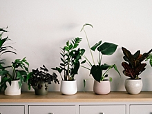 Почему комнатные растения массово «грустят» зимой