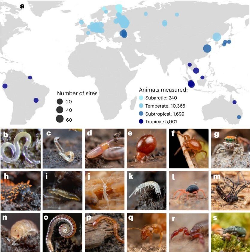 Почвенные животные расширили свой рацион в сельскохозяйственных экосистемах и тропиках