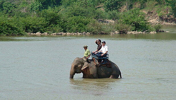 Туристам запретят кататься на слонах в национальном парке Вьетнама