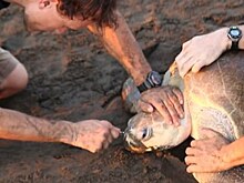 Биологи спасли морскую черепаху от пластиковой вилки